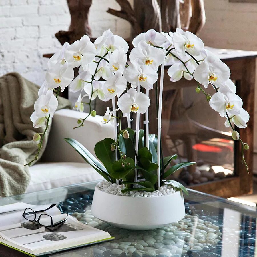 Орхидея приметы. Фаленопсис decoration. орхидея декорейшен. орхидея фаленопсис в интерьере. фаленопсис в горшке.