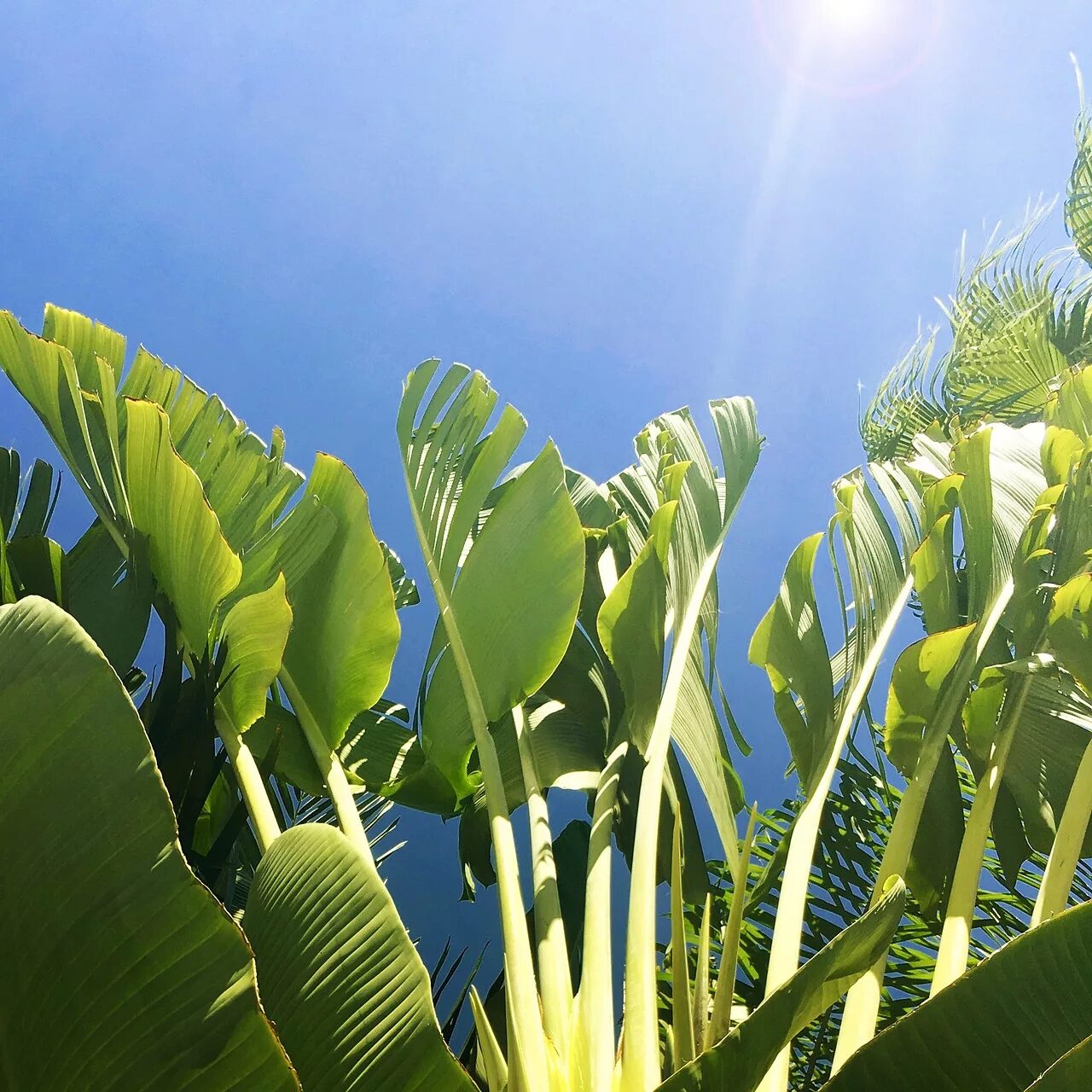 Тропические растения. Тропики растения. Растения в тропиках. Банановые листья.