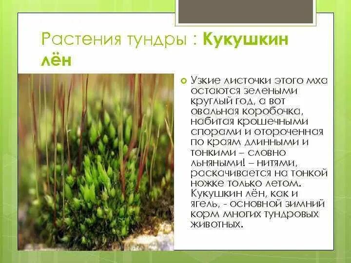 3. Кукушкин лен. Мох Кукушкин лен. Мох Кукушкин лен информация. Кукушкин лен описание. Кукушкин лен относится к цветковым растениям