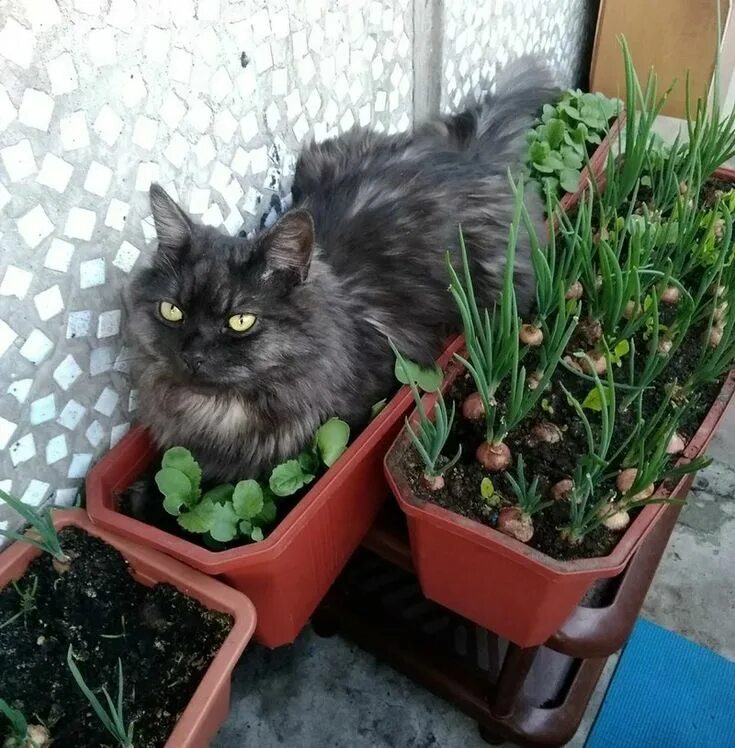 Котаца