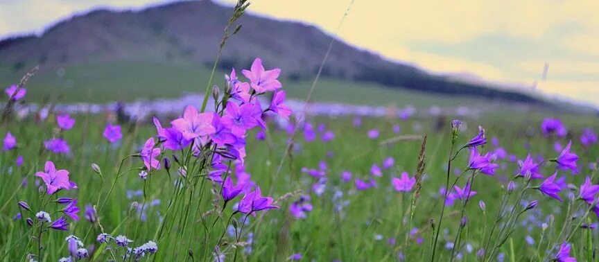 Épinglé sur Beautiful nature Paysage, Fleurs, Nature