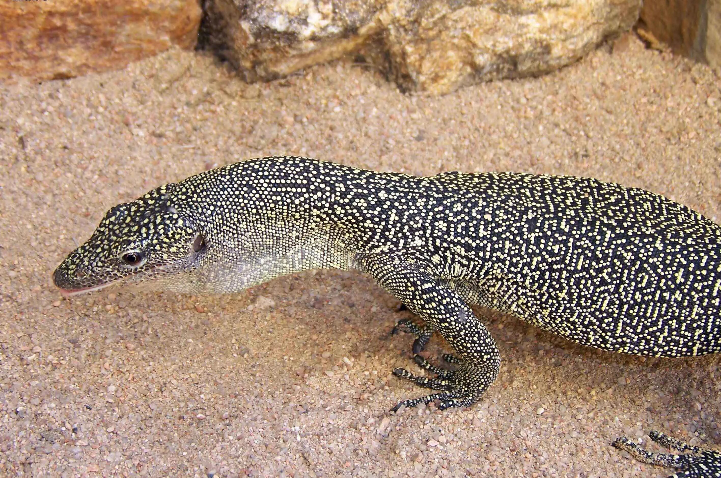 Музыка ящеров. Мангровый Варан. Индикус Варан. Варан мангровый (Varanus indicus). Тиморский Варан.