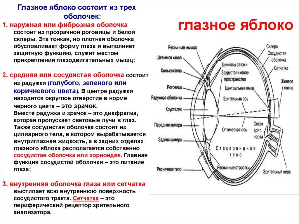 Практическая работа строение и работа органа зрения. Оболочки и содержимое глазного яблока анатомия. Строение оболочек глазного яблока анатомия. Оболочки глаза строение и функции. Внутренние структуры глазного яблока строение и функции.