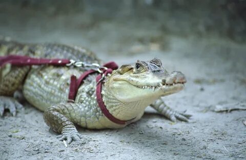 Keep wild animals as pets