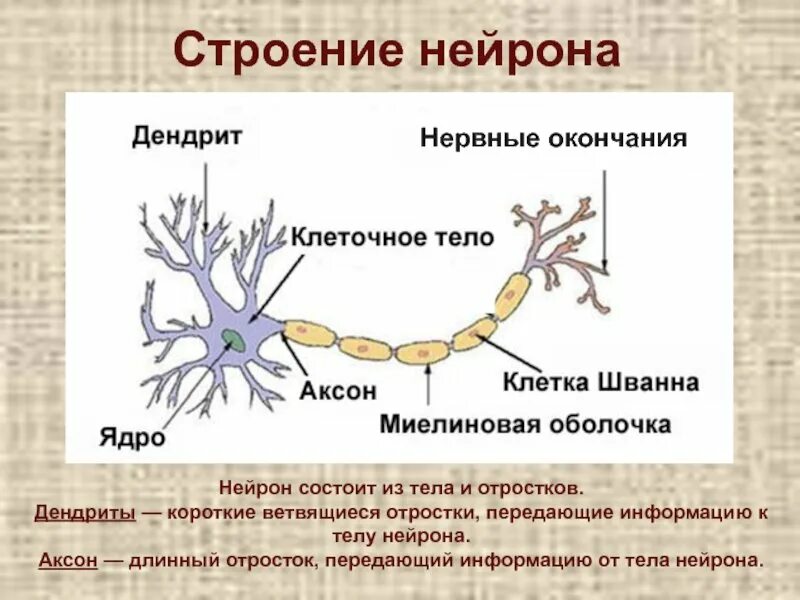 Короткие ветвящиеся отростки нервных клеток. Нервная ткань строение нейрона. Нервная ткань Нейрон строение и функции таблица. Нейрон ткань строение и функции. Строение нейрона человека.