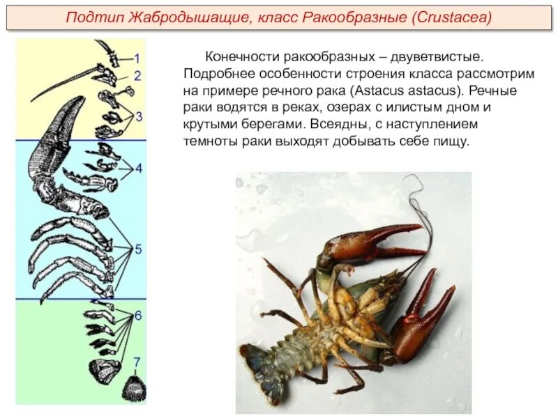 Какой тип развития характерен для речного рака. Строение двуветвистой конечности ракообразных. Схема строения двуветвистой конечности ракообразного. Строение конечностей ракообразных. Конечновти оакообрпзнвх.