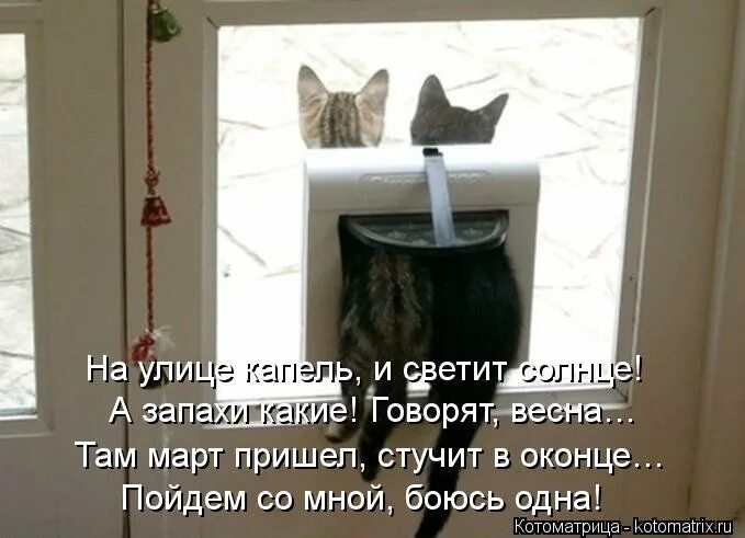 Какой запах не любят коты. Какой запах не любят коты