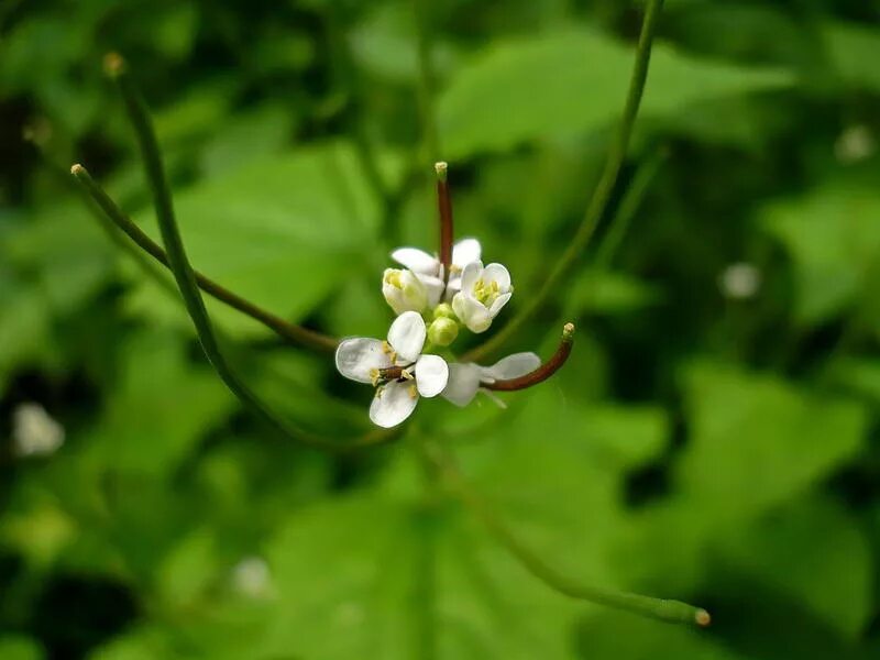 Чесночница черешковая Alliaria petiolata. Alliaria petiolata цветок. Чесночница обыкновенная растение. Соцветие чесночницы.