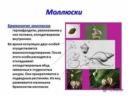 Размножение какая ткань