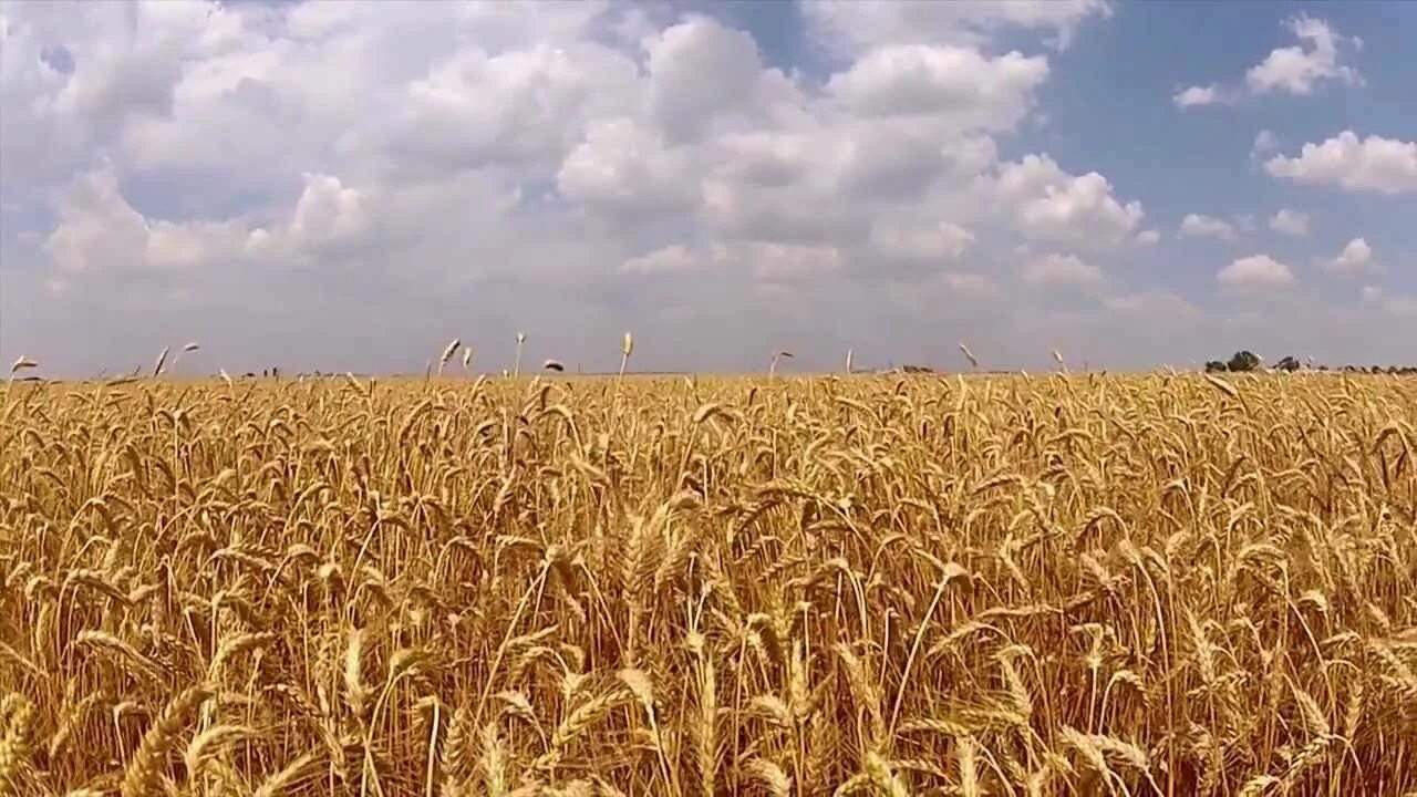 Сборка пшеницы. Хороший урожай. Урожай 2012. Дача. Урожай 2012.