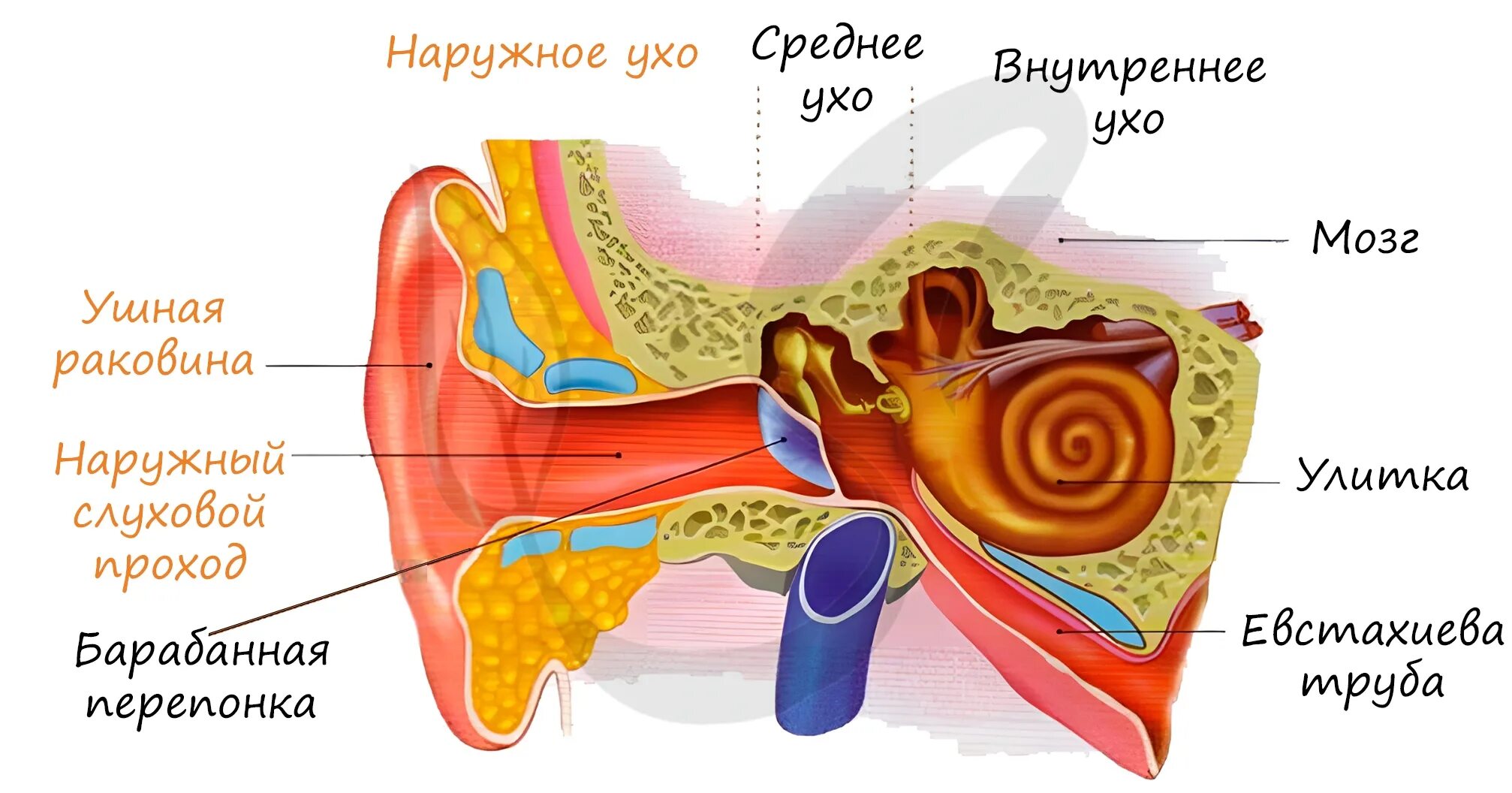 Ушная раковина наружный слуховой проход барабанная перепонка. Орган слуха наружное ухо анатомия. Орган слуха анатомия наружный слуховой проход. Орган слуха внутреннее ухо анатомия. Изучение строения органа слуха на муляже