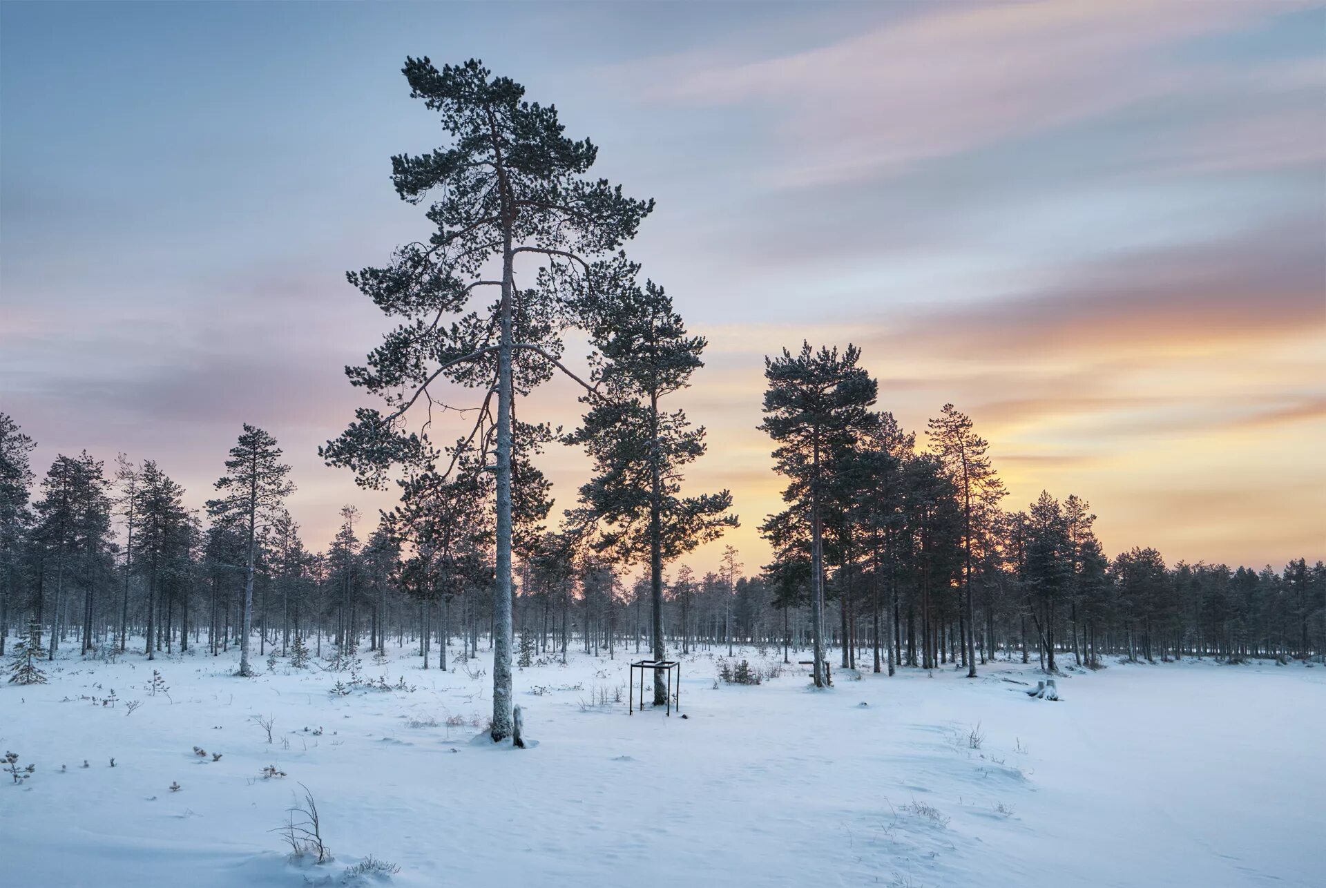 костомукша лес. ягринский бор северодвинск. сосны отступали. сосны отступали. сосновая роща калуга.