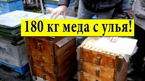 С первого улья собрали 36 кг меда