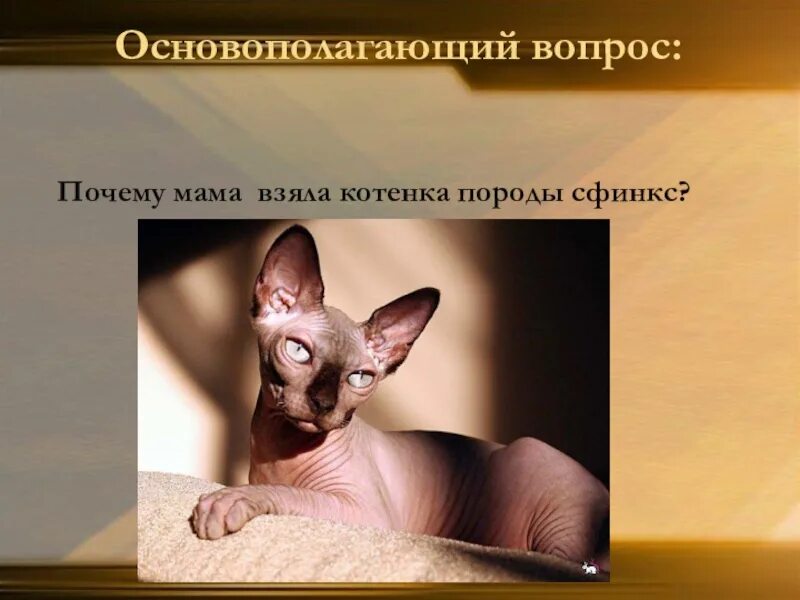 Сфинкс цитаты. Проект сфинкс. сфинкс порода кошек характер. исследовательский проект про сфинксов. загадка про кошку сфинкса.