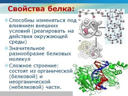 Белка свойства животного
