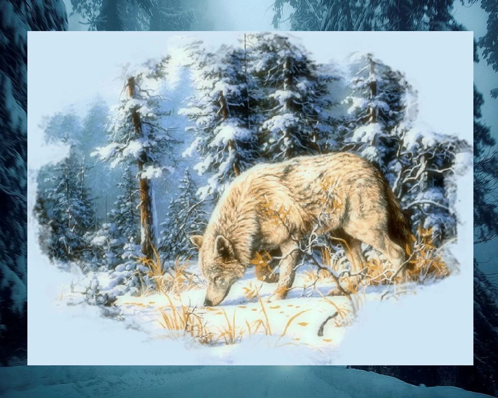 Картина волки. Волк в зимнем лесу. Волк в тайге. Волк зимой для детей. Хвойная волки