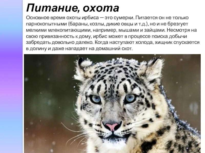 Снежный барс сообщение 4 класс. Ирбис презентация. презентация ирбис снежный барс. снежный барс красная книга презентация. снежный барс слайд.
