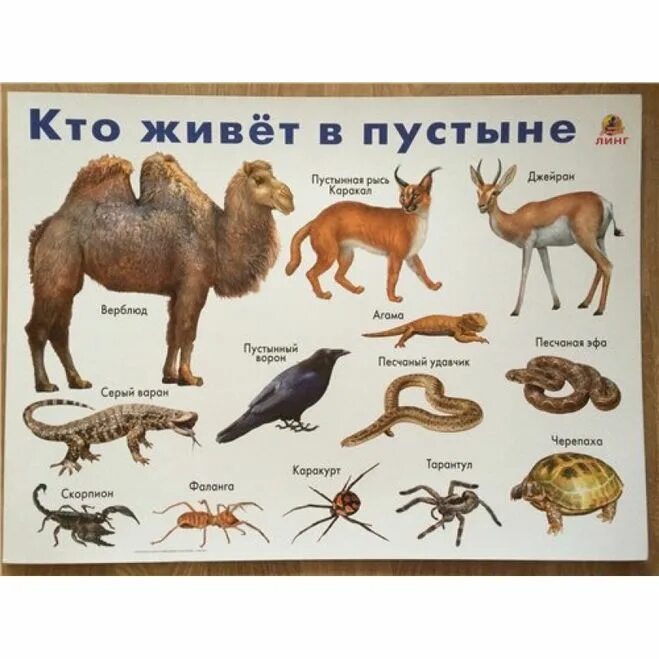 Животные джунглей с названиями. Плакат животные арктики и антарктики. Животные южной америки для детей. Животные и птицы арктики и антарктики. Животные северной америки.