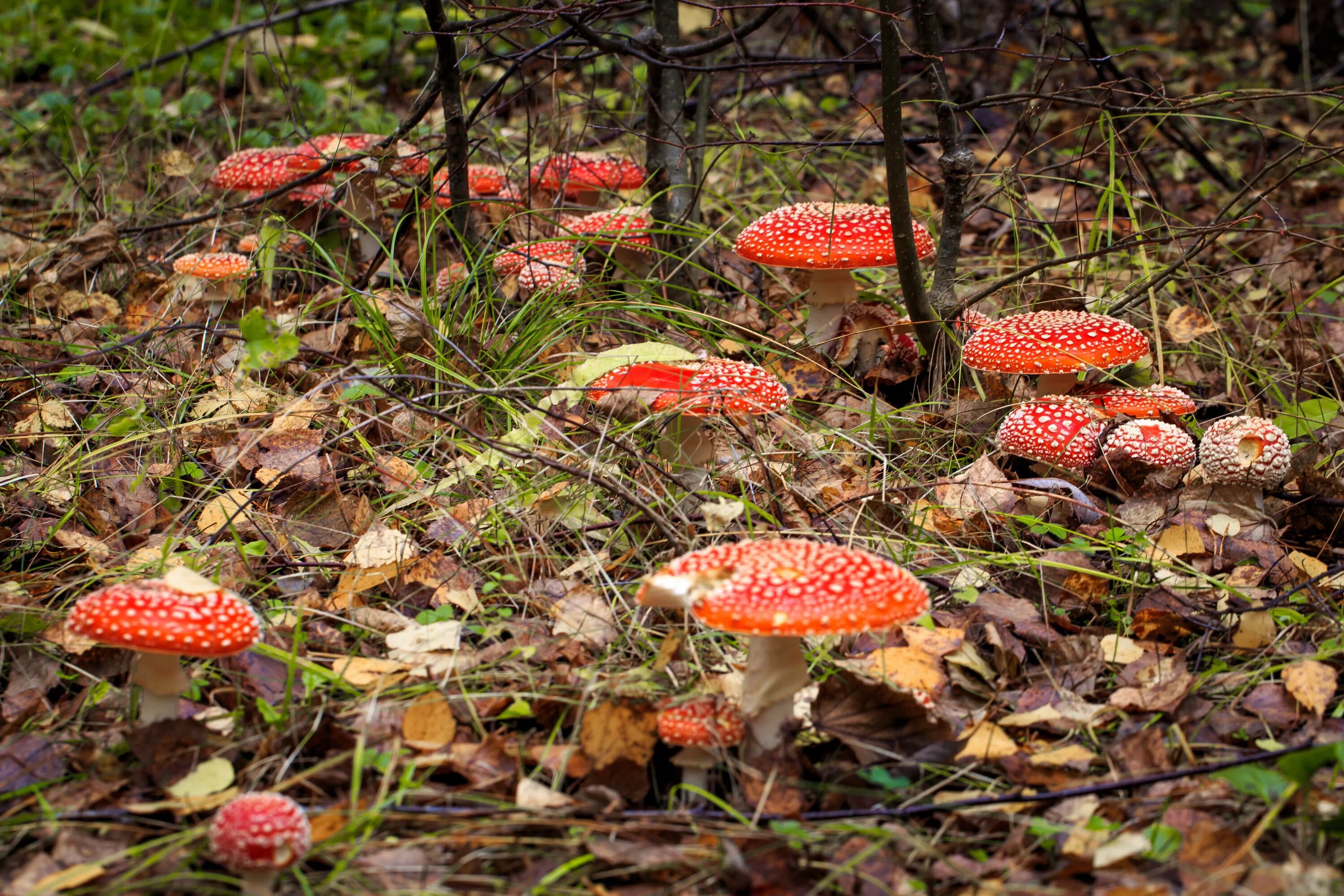 Грибы большими полянами. Ареал грибов Amanita muscaria. Грибная Поляна мухоморов. Мухомор в лесу. Полянка с мухоморами.