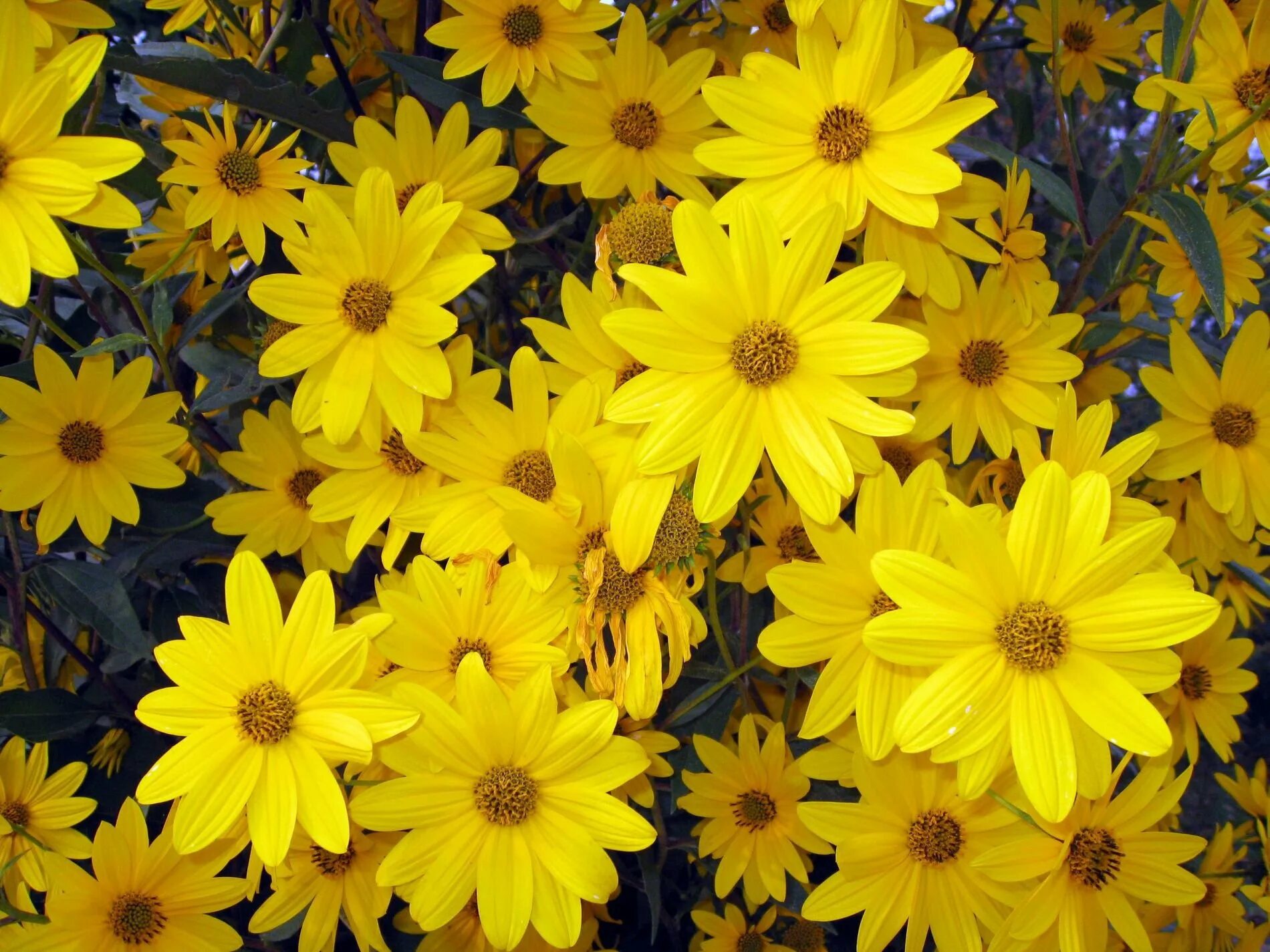 Названия желтых садовых цветов