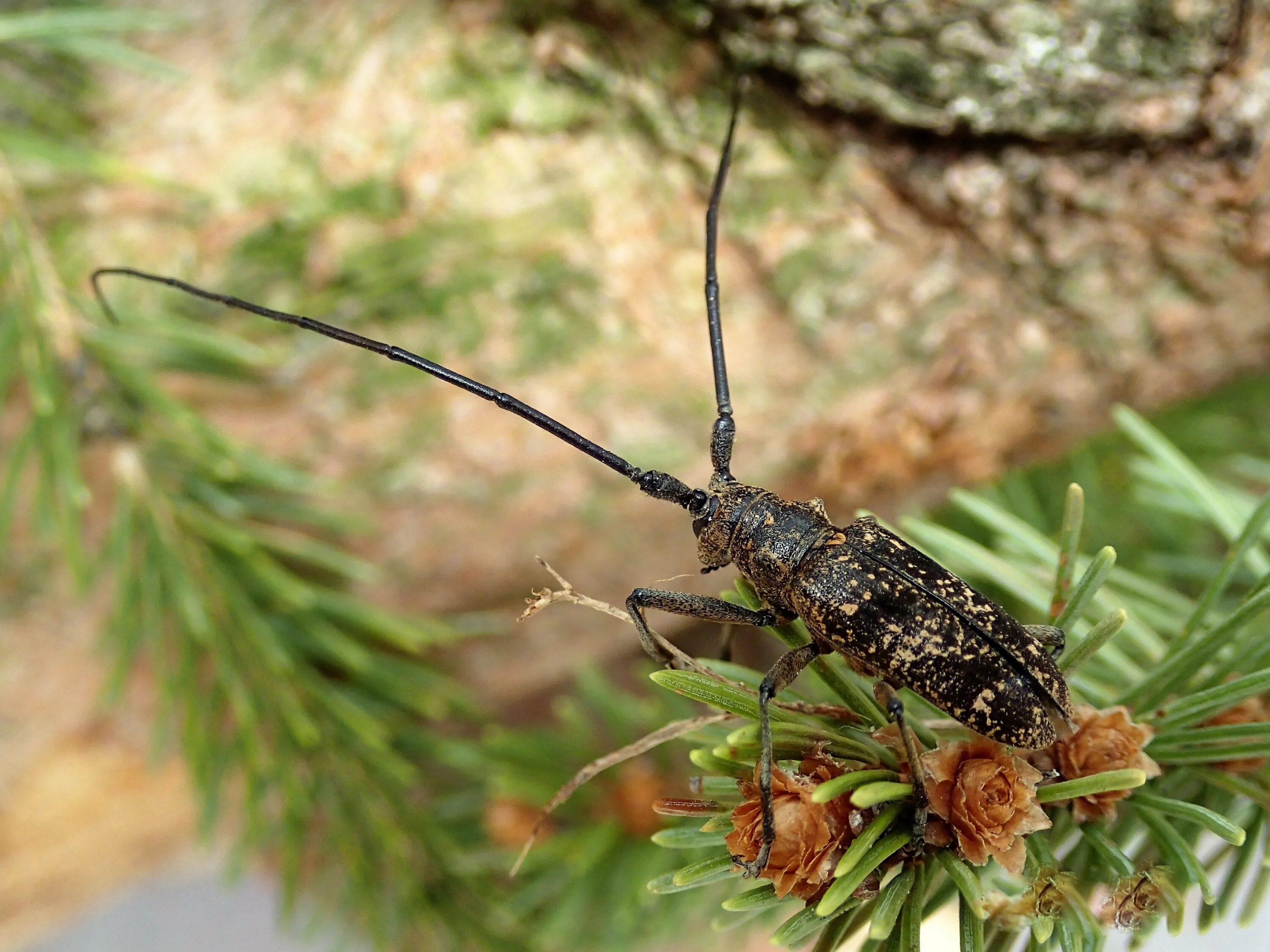 Жук усач монохамус. Жук усач Сосновый. Жук чёрный Сосновый усач. Monochamus galloprovincialis усач черный Сосновый.