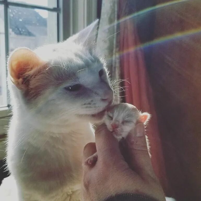 Котики и их жизнь. Равнодушный кот. равнодушный котик. усатый нянь кот. котики няни.