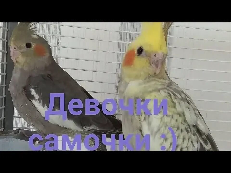 Корелла попугай мальчик или девочка. Попугай корелла самка и самец. Корелла лютино мальчик. Попугай корелла самка от самца. Как узнать пол попугая корелла.