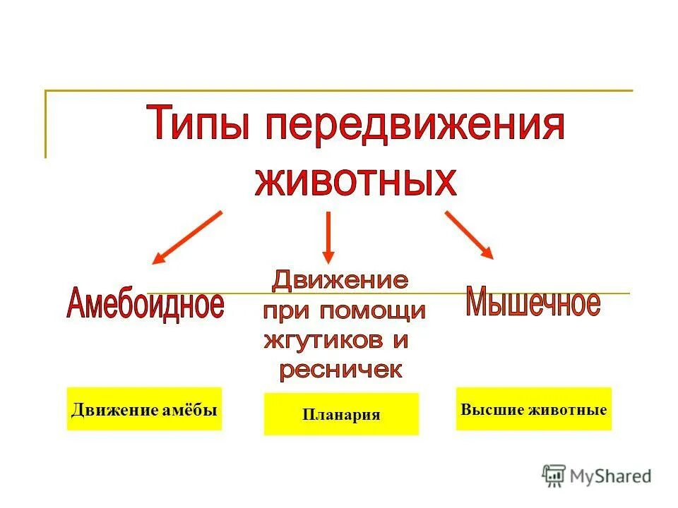 Какие способы передвижения животных. Схема способы передвижения животных. биология 7 класс способы передвижения животных полости тела. биология 7 класс способы передвижения животных полости тела таблица. таблица типы движения животных.