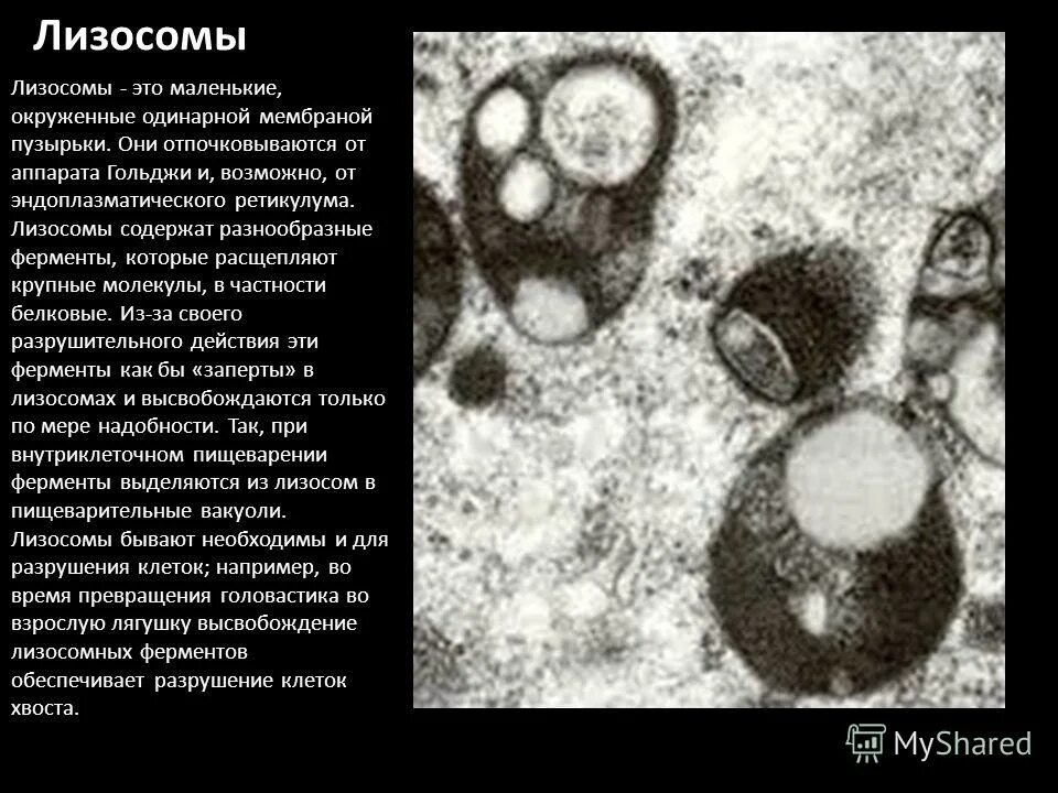 Лизосомы отсутствуют в клетках. Патология лизосом. Повреждение лизосом. Лизосомы в тканях. Отпочкование лизосом.