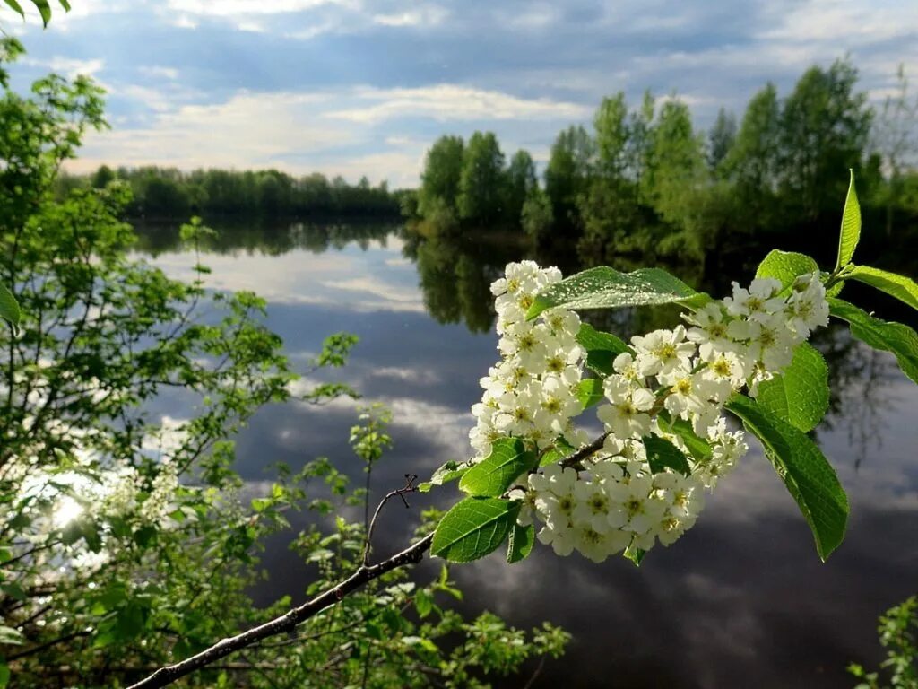 В россии зацвели