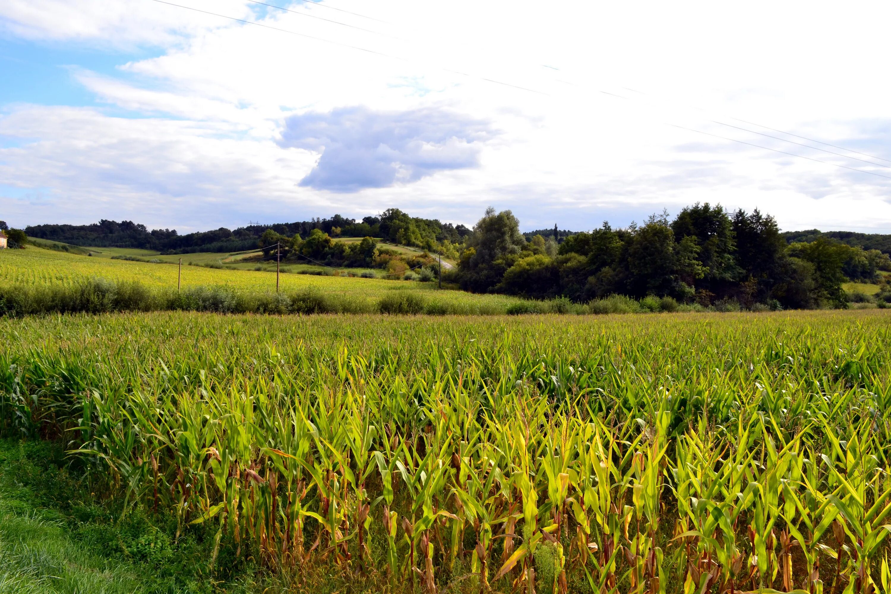 Fields area. Кукурузное поле Тверь. Штат Айова кукурузное поле. Кукурузное поле близ д. Молосковицы. Сельскохозяйственный ландшафт.