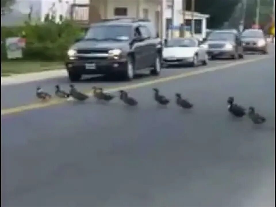 Пропустить утку