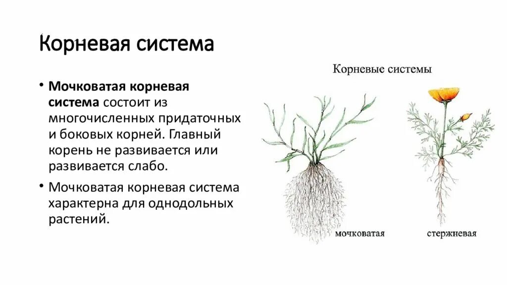 Растений имеют мочковатую корневую систему. Растения с мочковатой корневой системой. Мочковатая корневая система у однодольных. Мочковатая корневая система тюльпан.