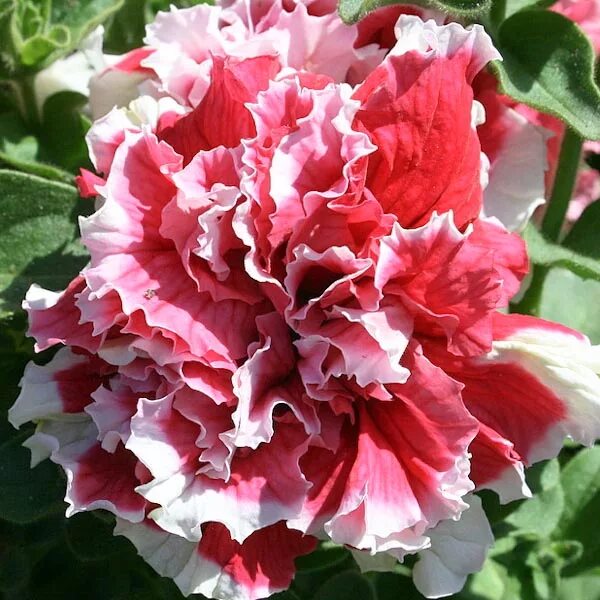 Петуния махровая пируэт парпл. Петуния f1 пируэт ред. Пируэт ред. Пируэт ред. Петуния f1 пируэт ред.