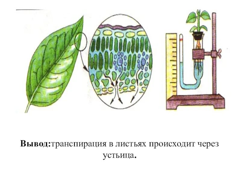 В листьях часть воды используется в процессе. Транспирация устьица. Испарение воды листьями растений устьица. Транспирация у растений устьица. Устьица листа транспирация.