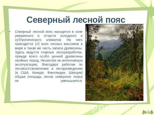 Северный Лесной пояс. Северный Лесной пояс ppt. Северный Лесной пояс климат.