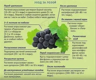 Виноградные показан