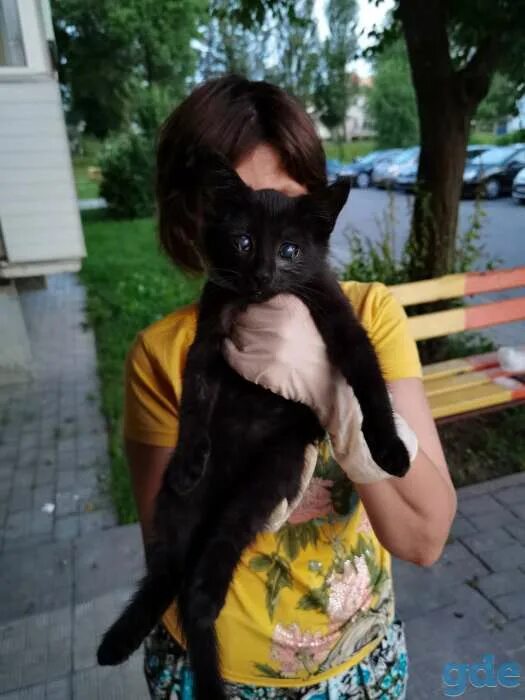 Гродно коты. Гродно коты