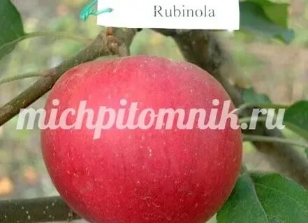 Скифское золото яблоня