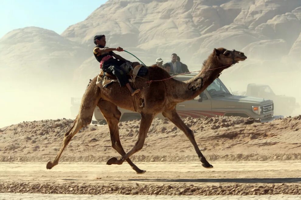 Пустынные бега. Бедуин на верблюде. Верхом на верблюде. Наездник на верблюде. Верблюд бежит.