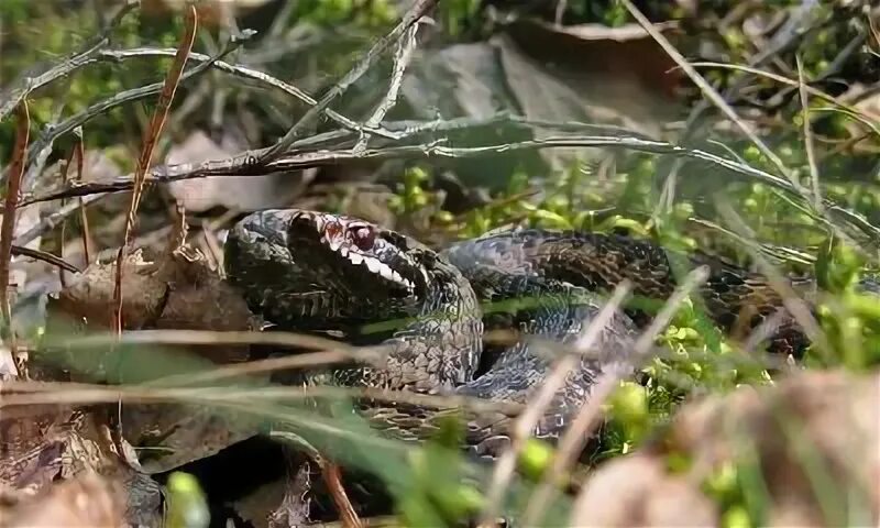 Змеи Беларуси фото и названия. Vipera io Gray.