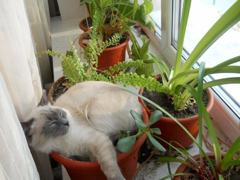Кошкина мята. Герань и кот. Кот в горшке с цветком. Зубочистки в цветочных горшках. Кот на подоконнике с цветами.