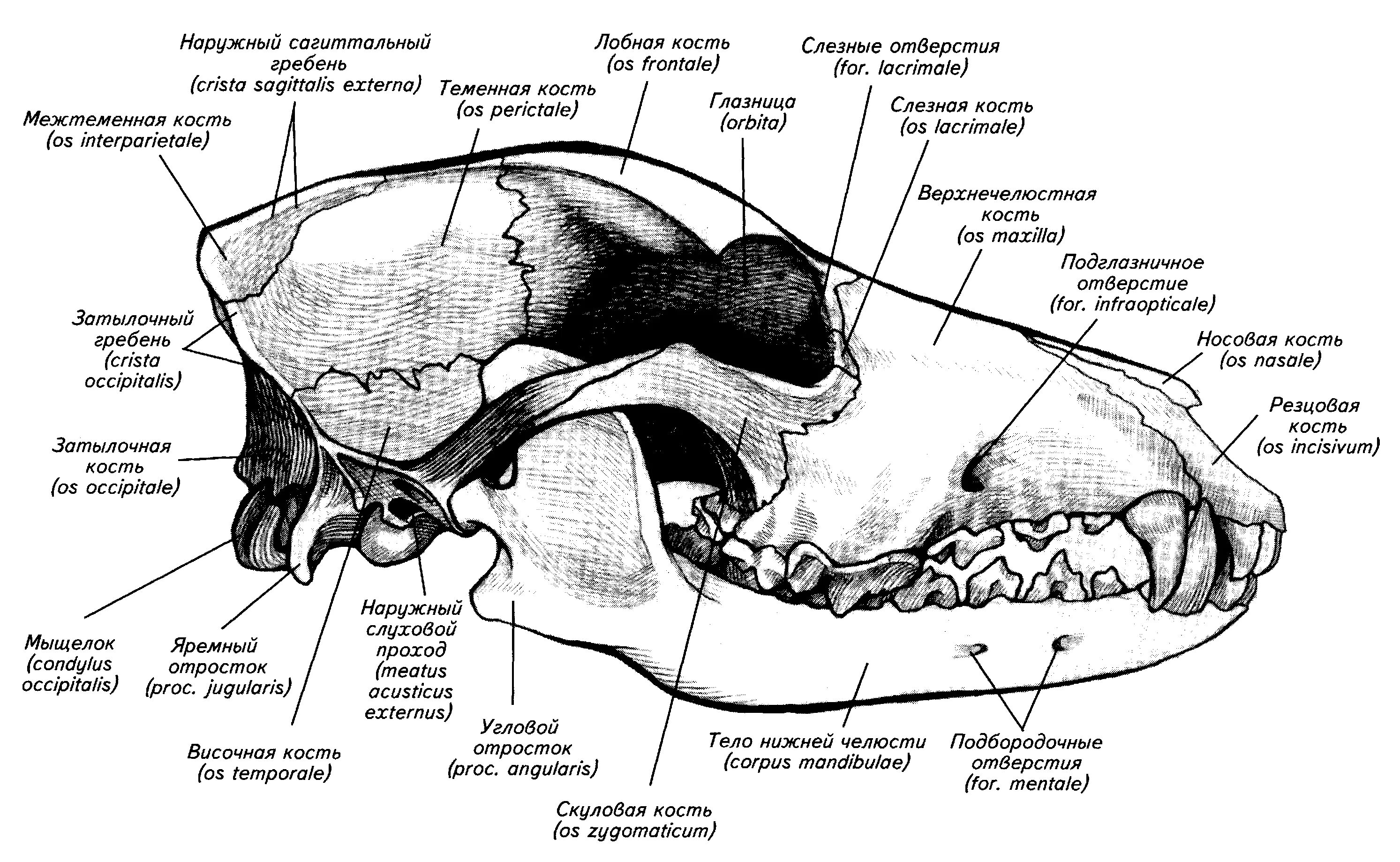 Кости мозгового отдела черепа животных. Чешуйчатая кость череп собаки. Череп собаки название костей. Строение теменной кости у собаки. Сравните череп ящерицы и череп собаки