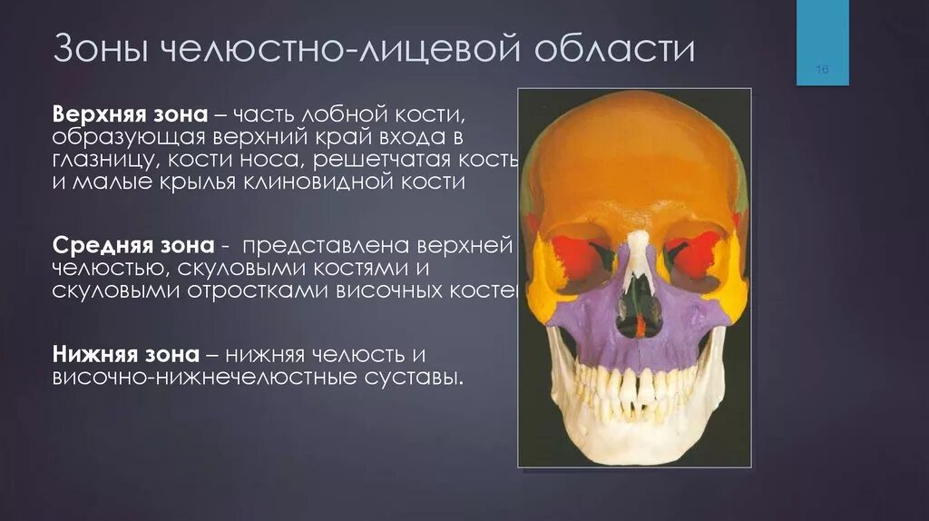 Анатомия челюстно-лицевого отдела. Челюстно-лицевая область. Строение челюстно-лицевой области. Анатомические особенности челюстно-лицевой области.