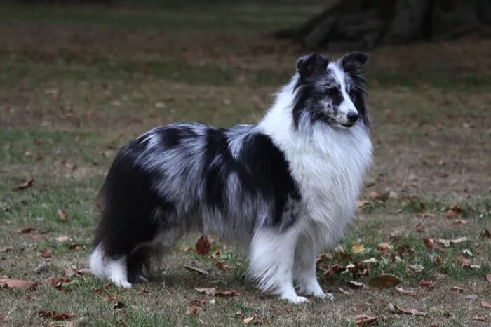 графского поместья шелти. питомник собак из графского поместья шелти. графского поместья шелти. шелти питомник москва. аэнор из графского поместья.