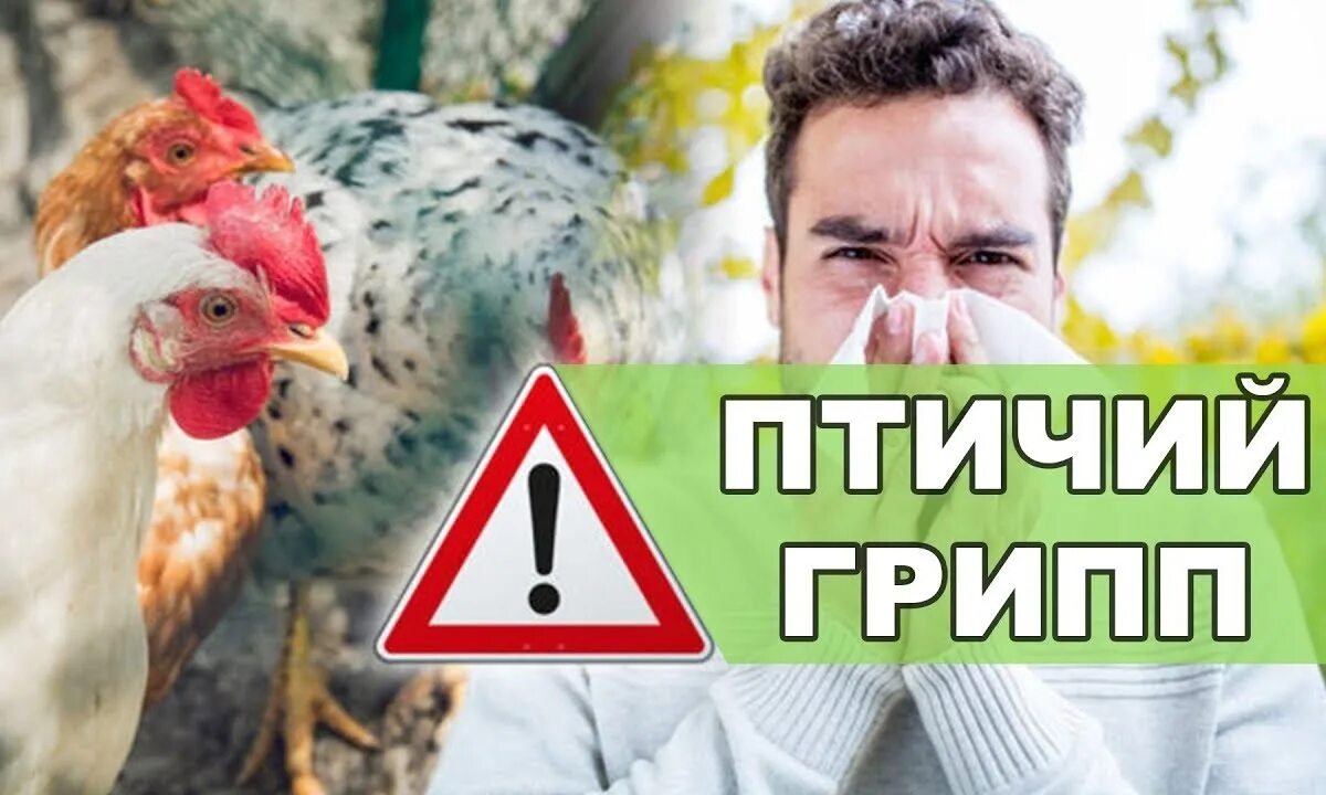 Высокопатогенный грипп птиц. Осторожно птичий грипп. Осторожно грипп птиц. Внимание грипп птиц.