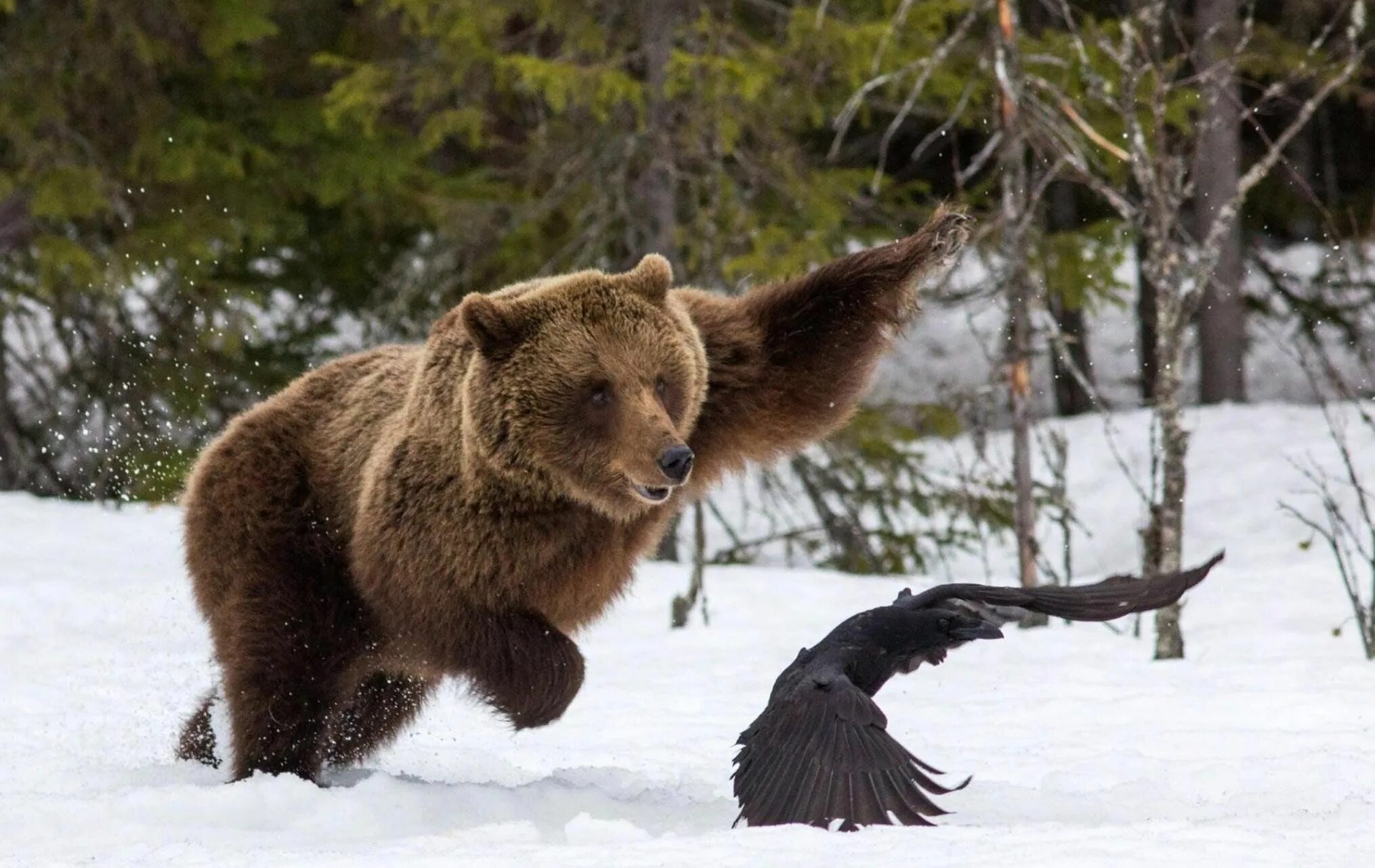 Сибирский бурый медведь.  Ursus arctos collaris — Сибирский бурый медведь. Бурый медведь дальнего Востока. Животные средней сибири