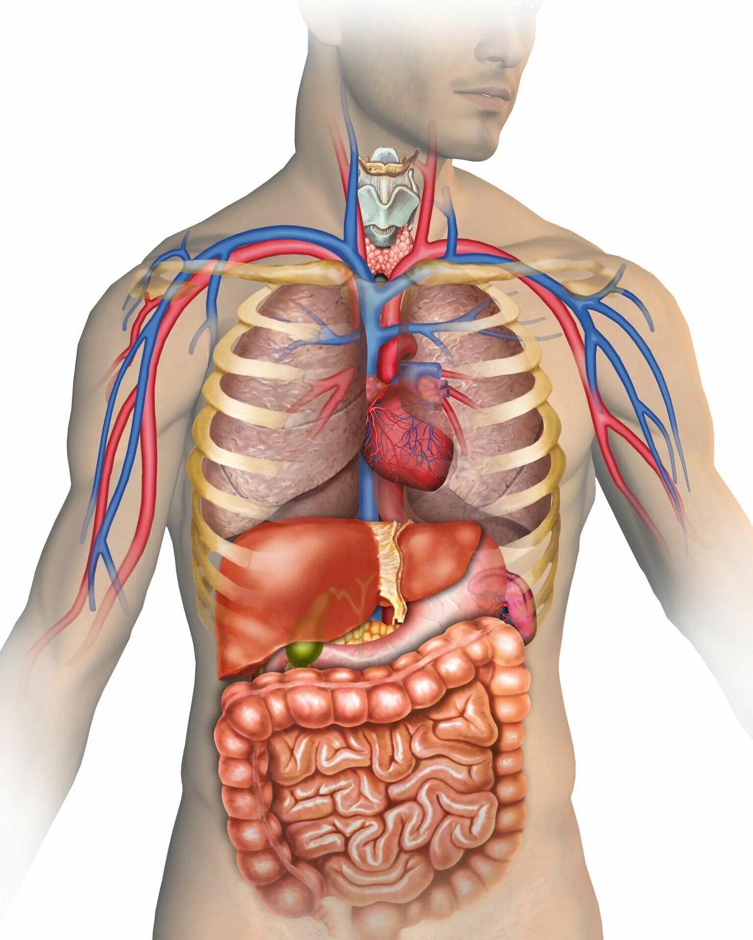 Human organs. Внутренние органы. Внутренние органы человека. Анатомия человека органы. Внутренниеиорганы человека.