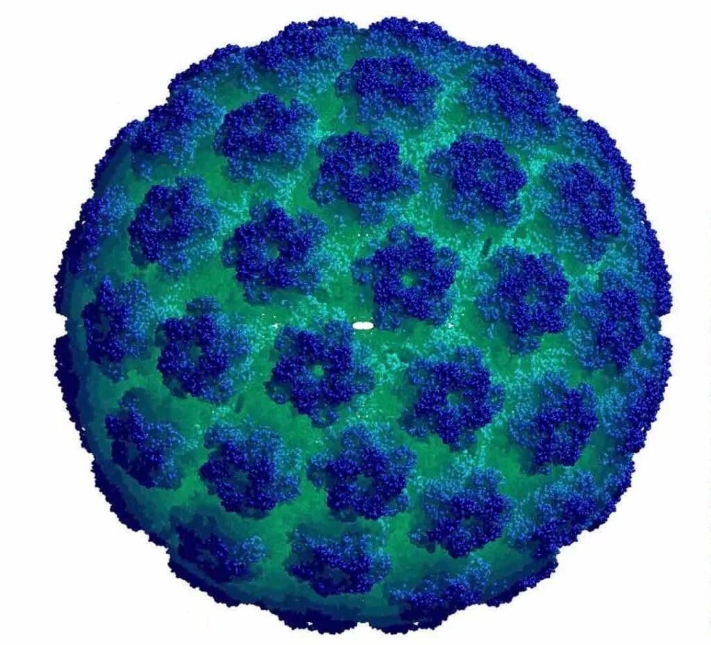 Паповавирусы вирусология. Паповавирус строение. Papilloma virus