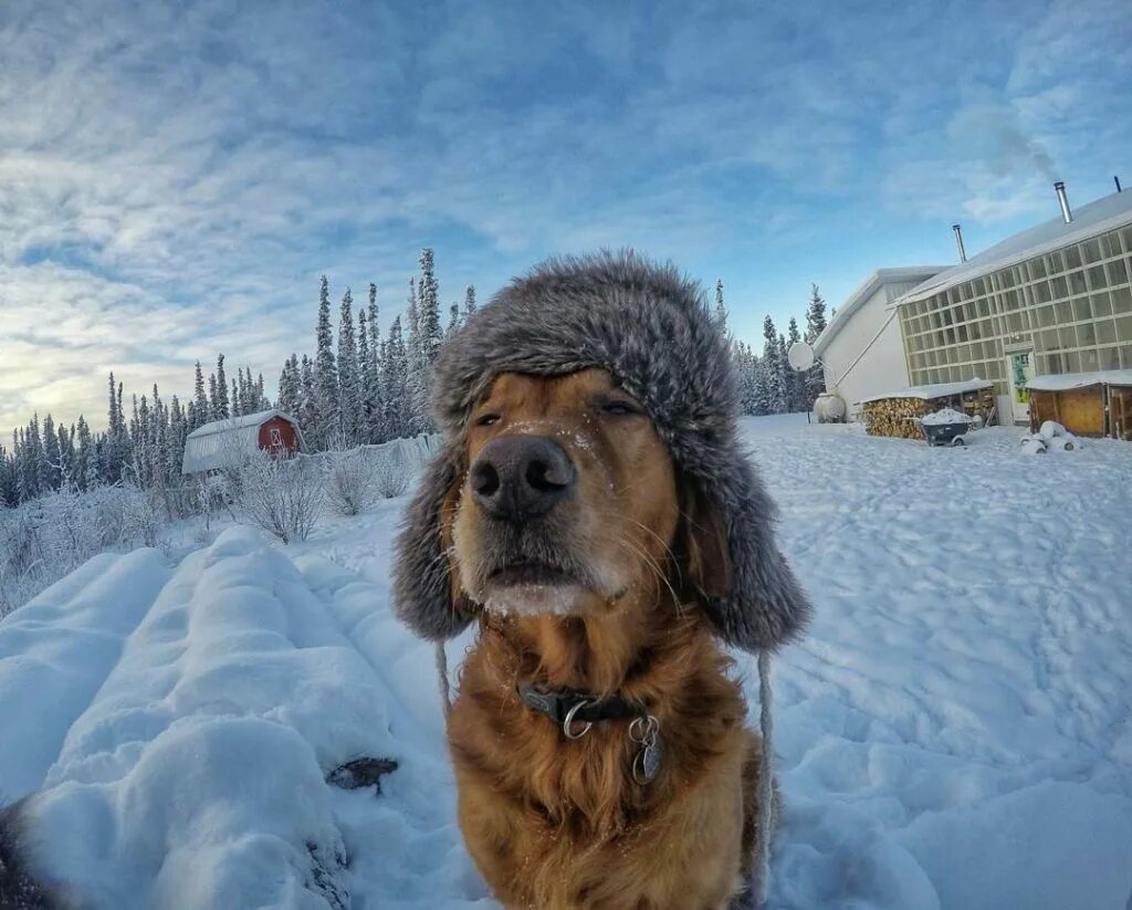 Собака зимой. Холод собачий. Собака в снегу. Смешная зима. Сделай потеплее на улице